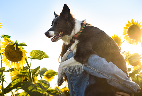 A black and white dog with a colorful collar is being carried by a person wearing denim, possibly on their way to the vet, surrounded by sunflowers. The sun is shining brightly, creating a warm and cheerful atmosphere.