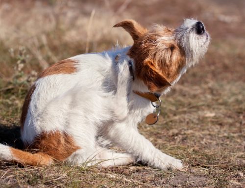 4 Reasons Why Your Pet Constantly Itches and Scratches