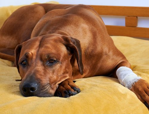 Understanding Senior Pets’ Chronic Pain: Expert Insights from Adamson Veterinary Services