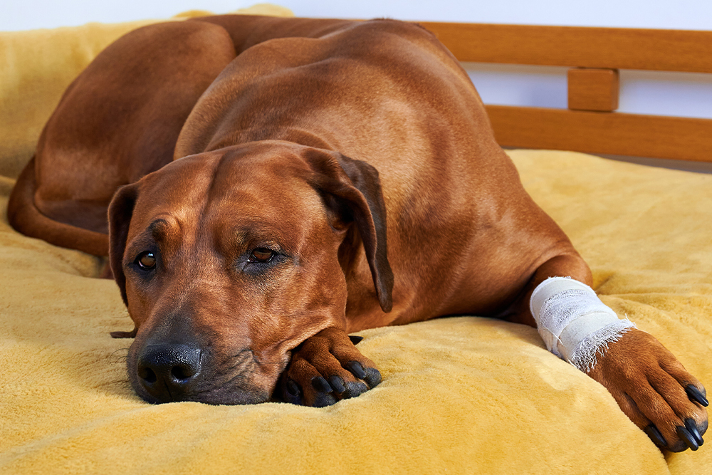 A resting brown dog with a bandaged front paw lies on a yellow blanket on a bed. The dog appears relaxed but slightly tired, with its head resting on its other paw. The background features a wooden headboard.