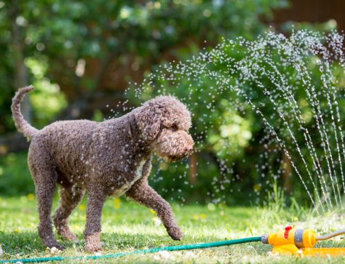 Parched Paws: How to Keep Your Pet Safe This Summer