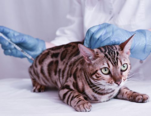 Feline Immunization Insights: A Guide to Cat Vaccines