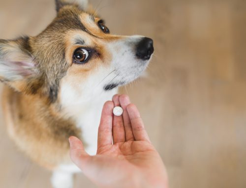 Medicating Your Pet Made Easy