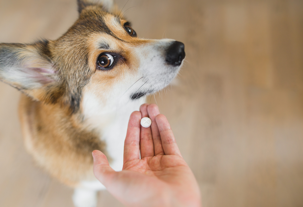 A person holds a small pill in their hand close to a Corgi's face. The Corgi looks up towards the person with curious eyes. The background is a blurred indoor setting.