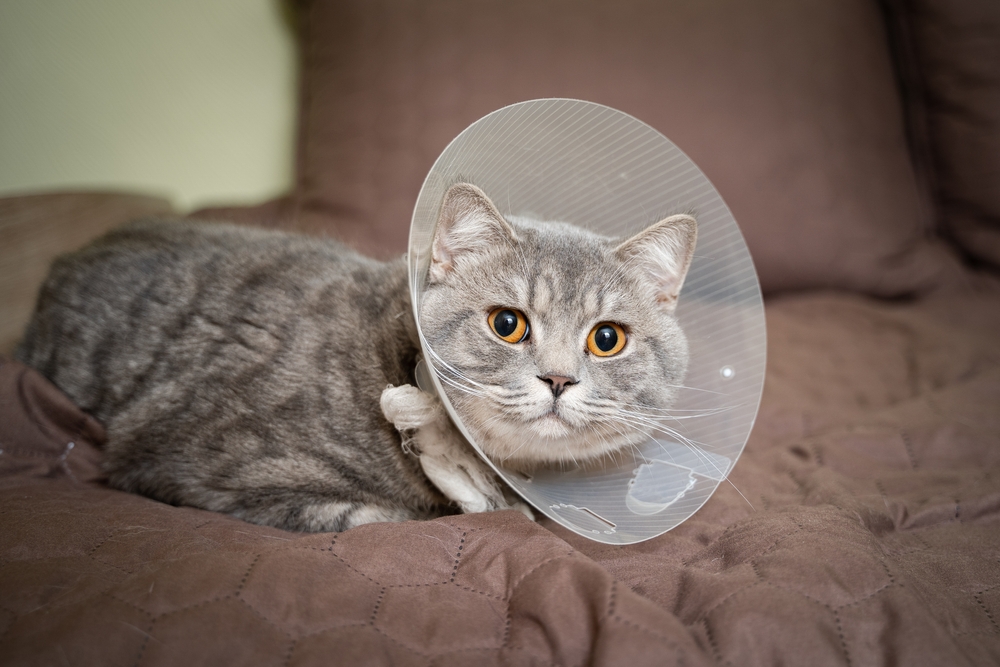 A gray cat with bright orange eyes is lying on a brown quilted blanket. The cat is wearing a plastic protective cone around its neck, likely to prevent it from licking or scratching a wound. The background is out of focus, emphasizing the cat's face and cone.