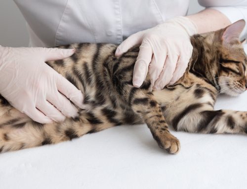 Comprehensive Guide to Understanding and Managing Pancreatitis in Pets