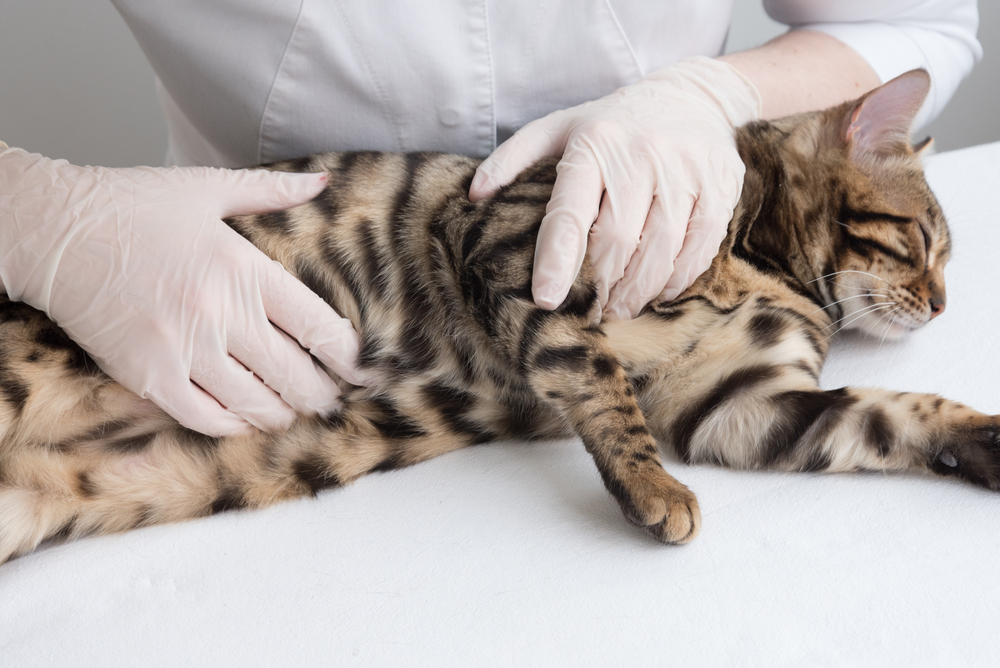 A Bengal cat is lying on a table being examined by a person wearing white gloves. The cat has a spotted coat, and the person's hands are gently positioned on its side, providing a veterinary checkup.