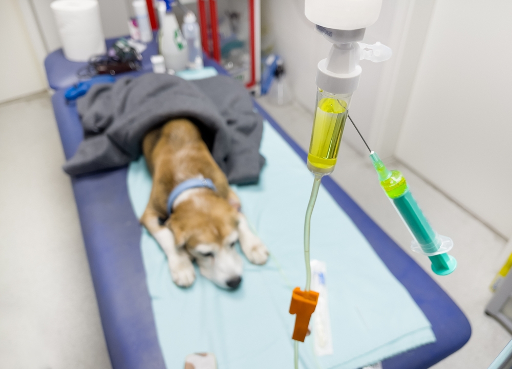 A dog lies wrapped in a blanket on a veterinary examination table. In the foreground, an IV drip is connected to a bag of yellow fluid with a syringe attached. The setting appears to be a veterinary clinic.