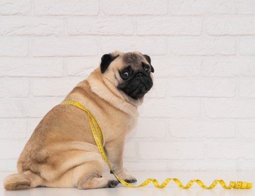 Extra Weight Is A Health Concern: A Guide to Pet Obesity & Weight Management in Salem, Ohio