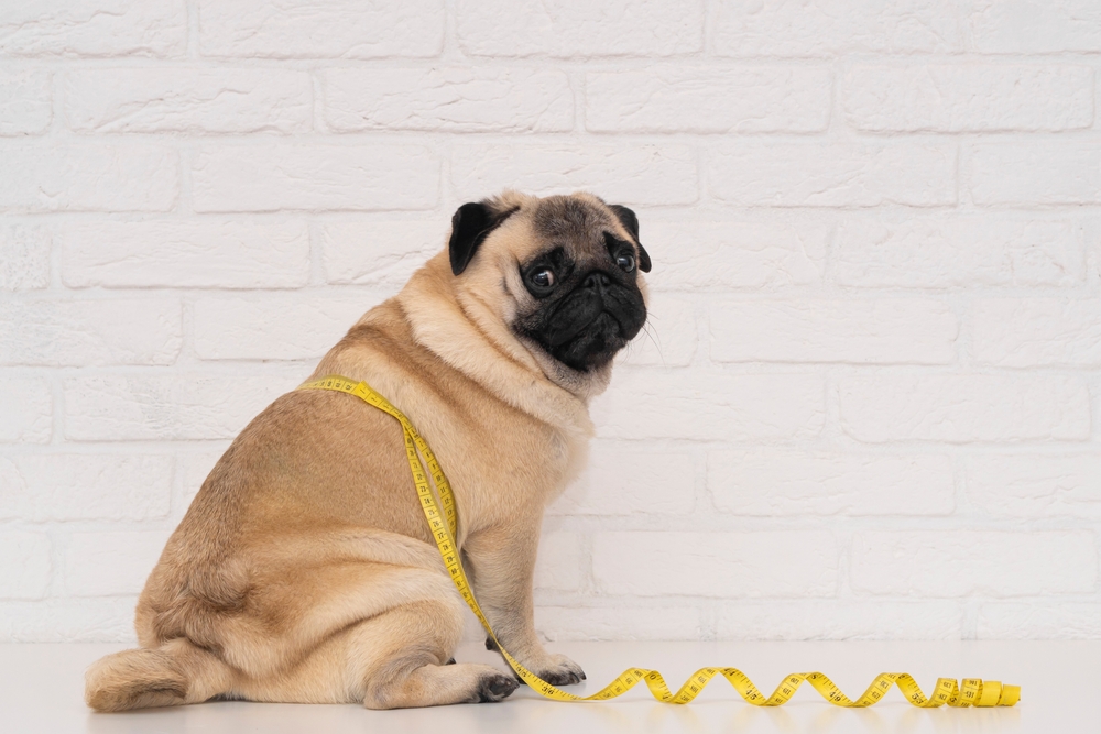 A pug sitting in front of a white brick wall with a yellow measuring tape wrapped loosely around its body, looking over its shoulder with a curious expression.