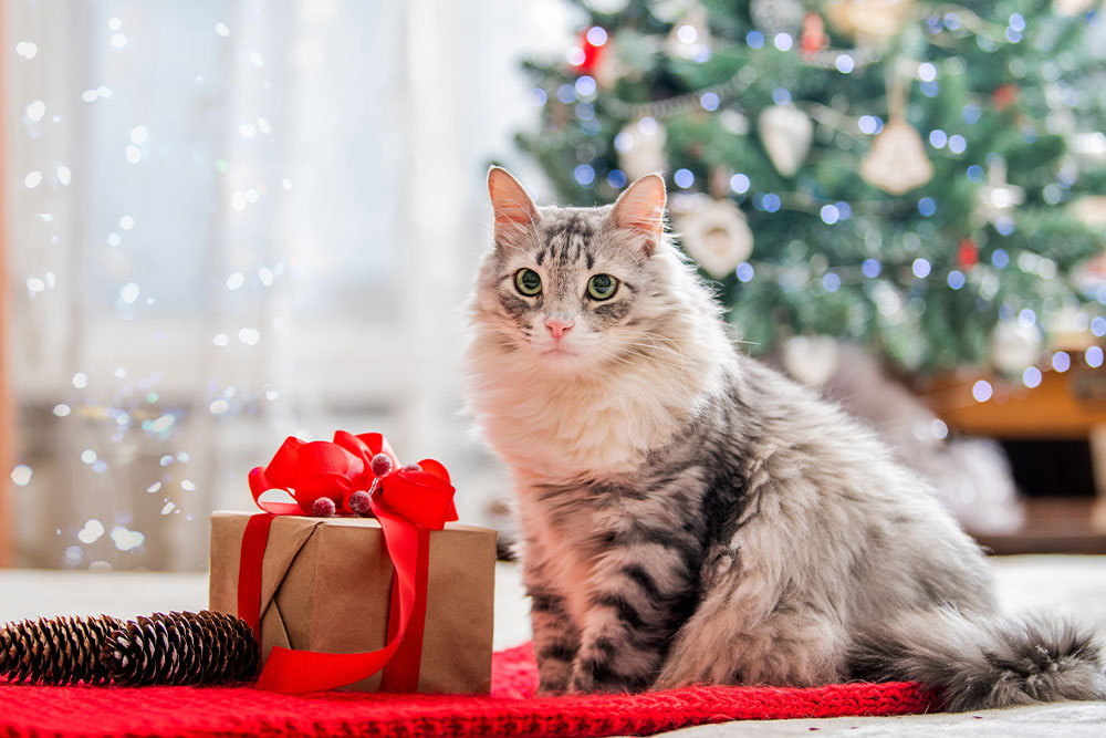 A fluffy gray cat sits on a red mat beside a wrapped gift with a red ribbon, in front of a decorated Christmas tree with lights. A pinecone is nearby. The setting suggests a cozy holiday scene.