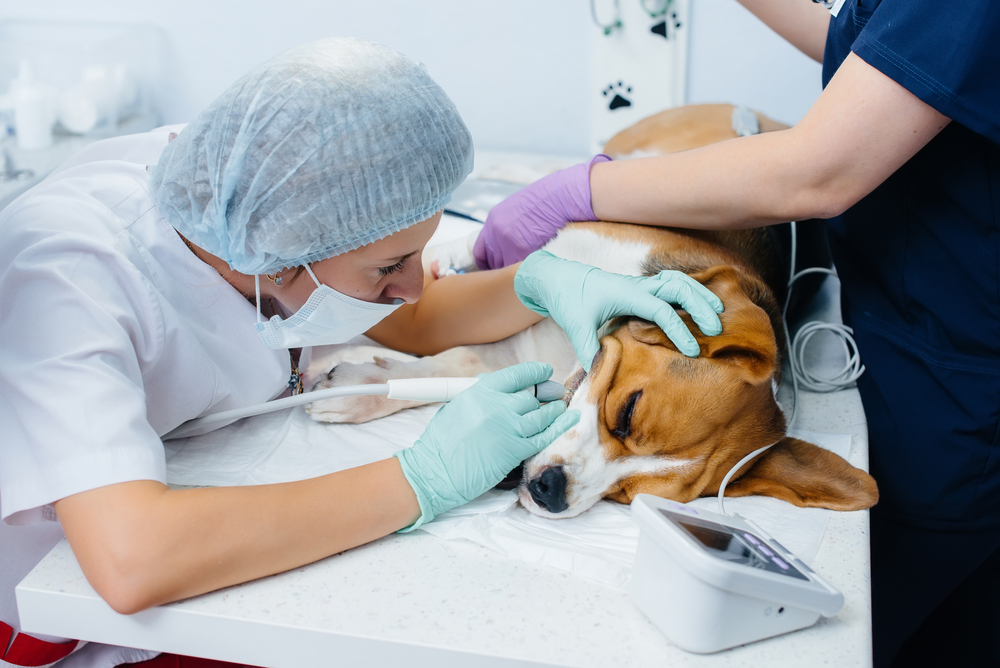 A veterinarian wearing a mask, gloves, and hair net examines a dog's mouth with a dental tool. The dog is lying on a table, partially covered by a towel. Another person, also in gloves, is gently holding the dog's body. Equipment is visible nearby.