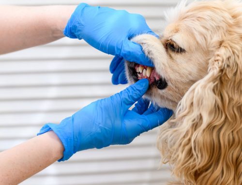 Understanding Pet Dental Surgery: Essential Care for Your Furry Friend