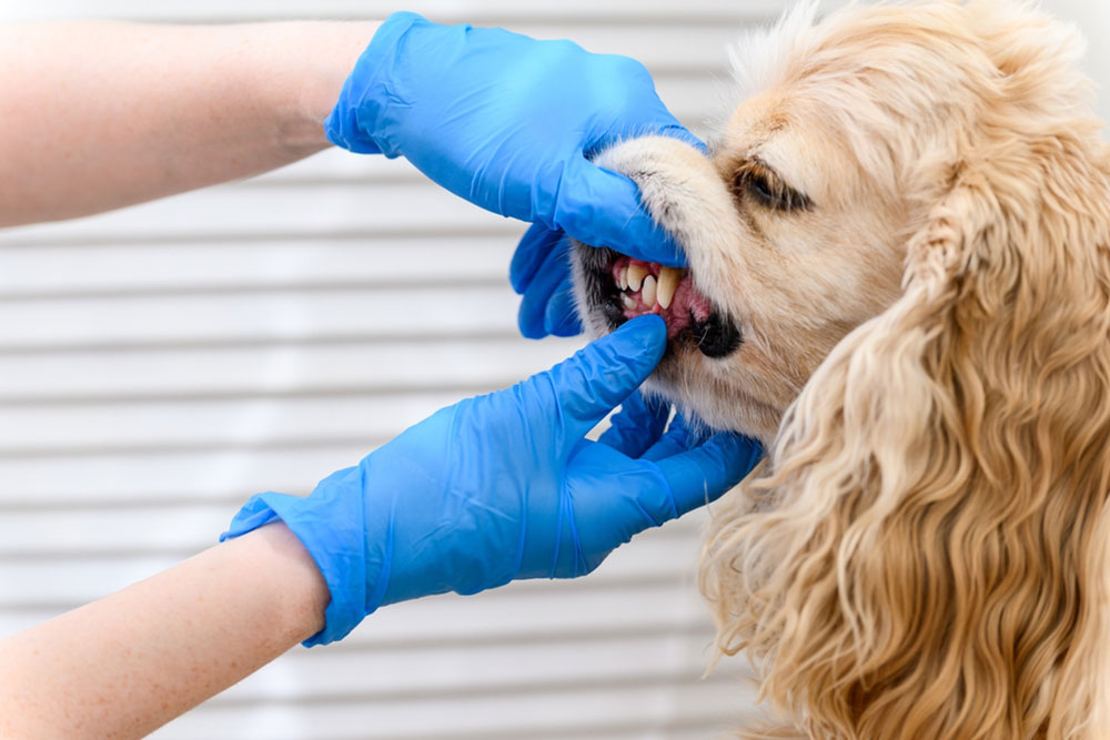 A person wearing blue gloves examines a dog's teeth by gently lifting its lip. The dog, with wavy golden fur, appears calm while its dental health is checked.