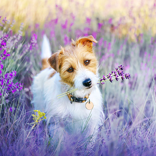 A small, white and brown dog stands in a field of purple flowers, holding a sprig of lavender in its mouth. The background is filled with blooming lavender, creating a soft, colorful scene.
