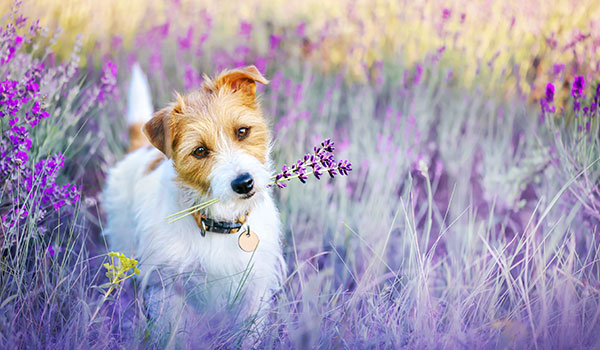 A small brown and white dog stands in a field of purple flowers, holding a sprig of lavender in its mouth. The background is filled with soft, colorful blooms and green grass.